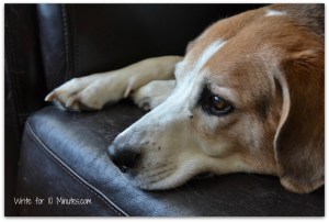 beagle-995637_1920 (2)
