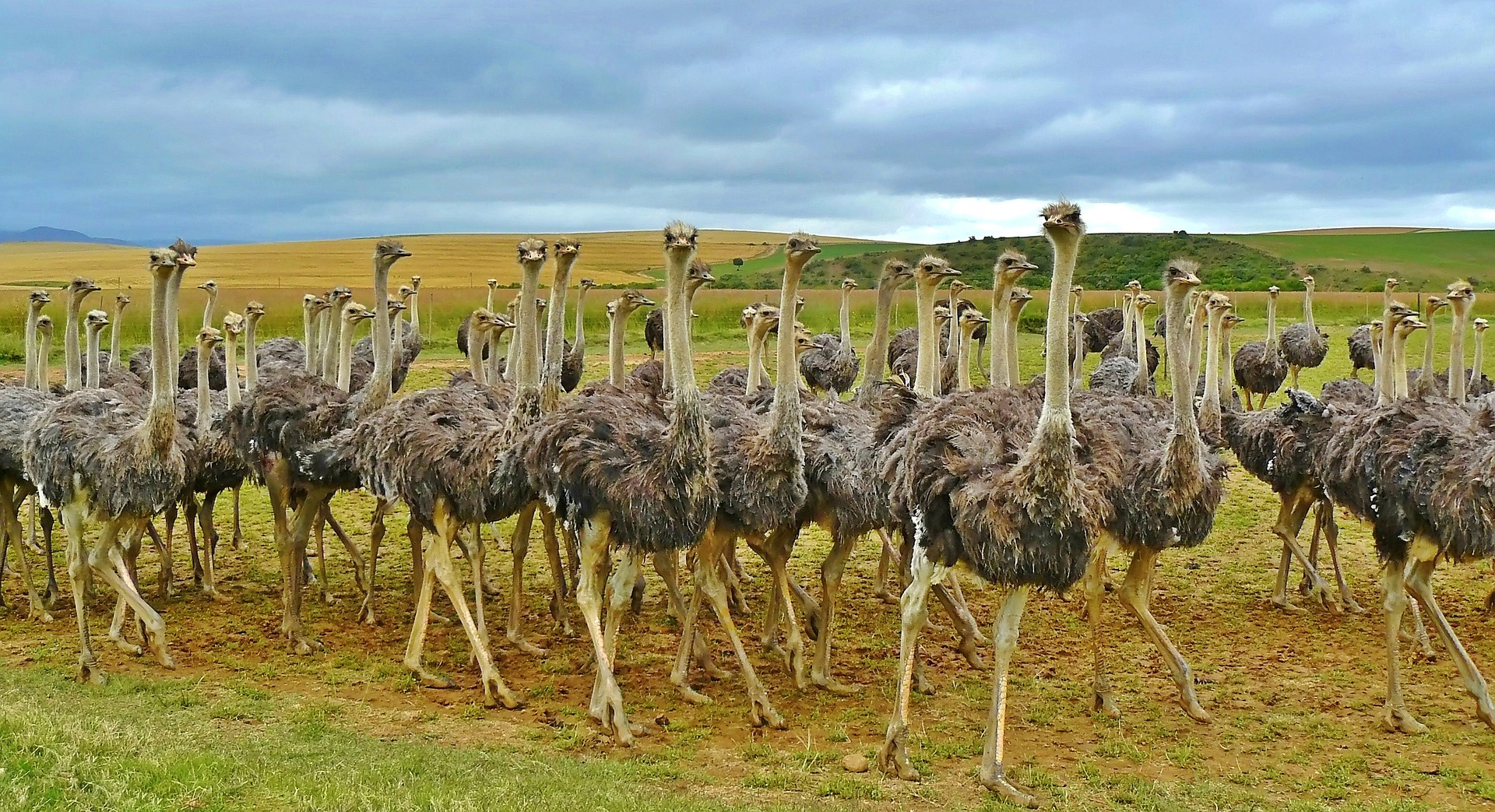 ostriches-838976_1920 (2)
