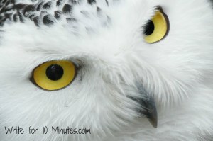 snowy owl