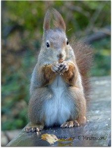 squirrel-567858_1920 (2)