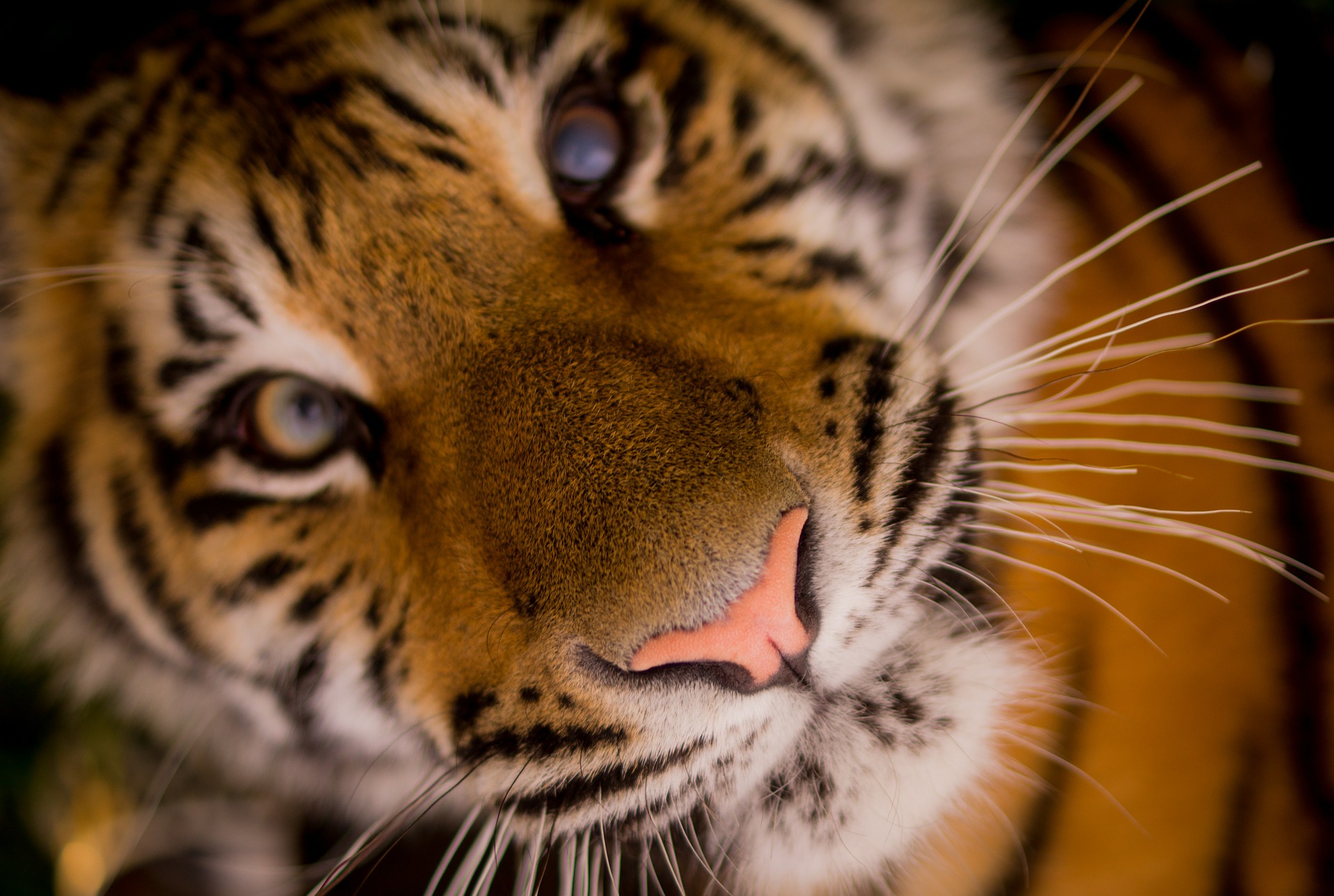 tiger-498543_1920-2
