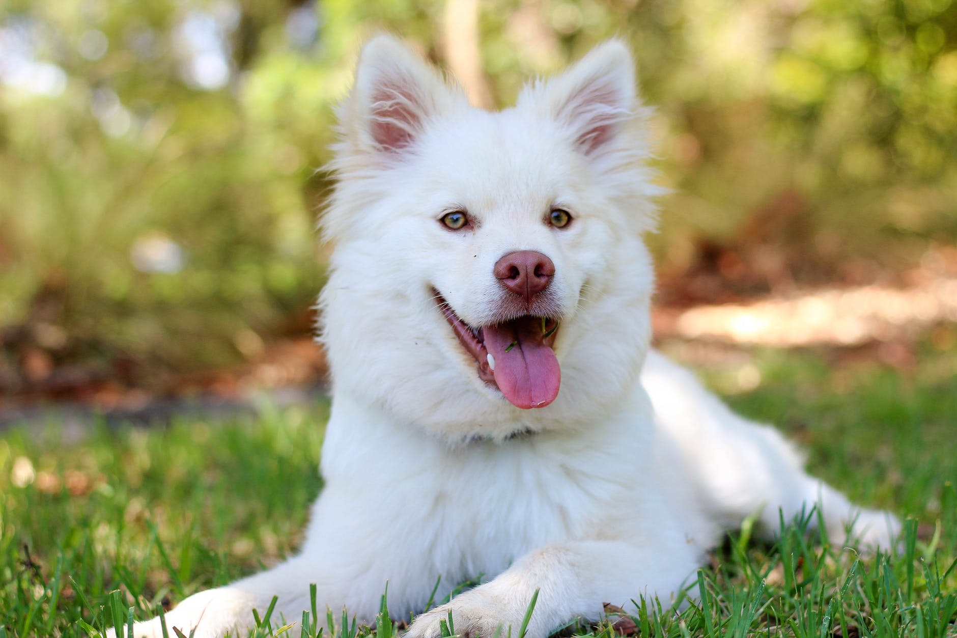 adorable animal breed canine